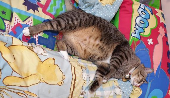 猫咪胖成猪，铲屎官让猫咪吃素，猫咪竟吃得很开心(图3)