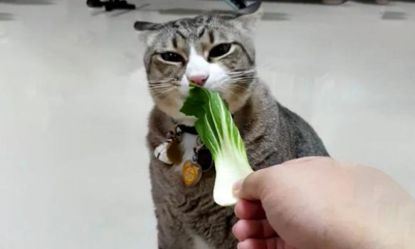 猫咪胖成猪，铲屎官让猫咪吃素，猫咪竟吃得很开心(图4)