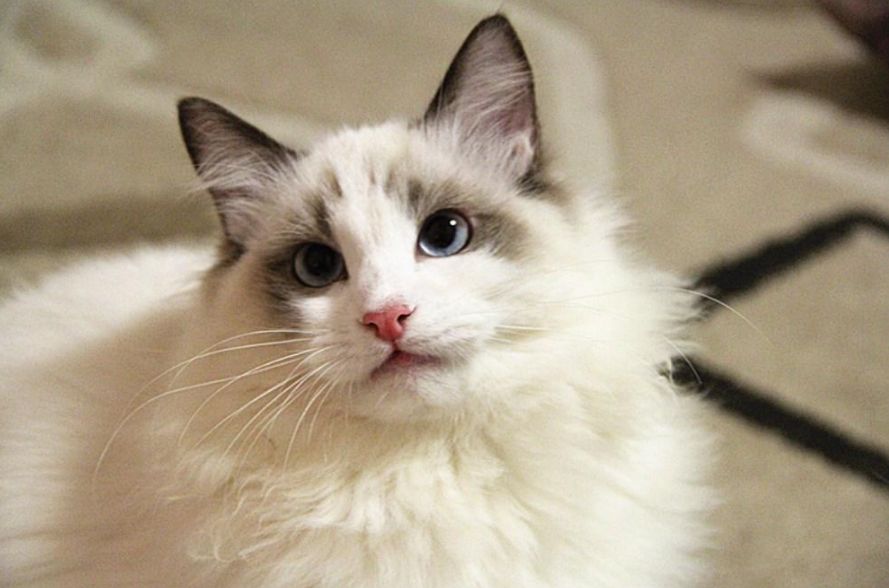 你家布偶猫买了多少钱呢？很多因素都会影响到布偶猫的价格(图1)