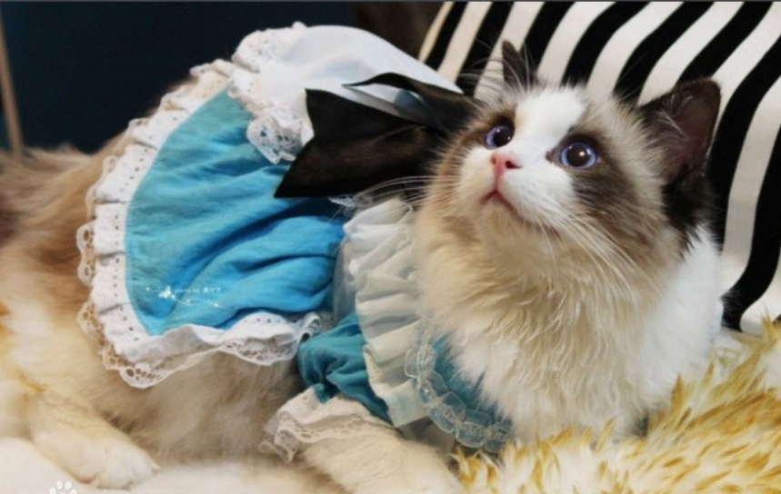 你家布偶猫买了多少钱呢？很多因素都会影响到布偶猫的价格(图3)