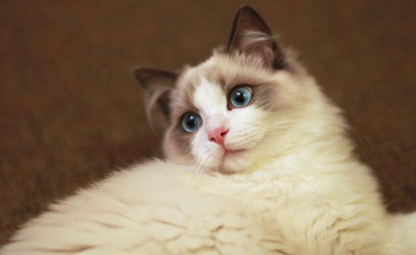 你家布偶猫买了多少钱呢？很多因素都会影响到布偶猫的价格(图6)