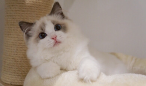 你家布偶猫买了多少钱呢？很多因素都会影响到布偶猫的价格(图7)