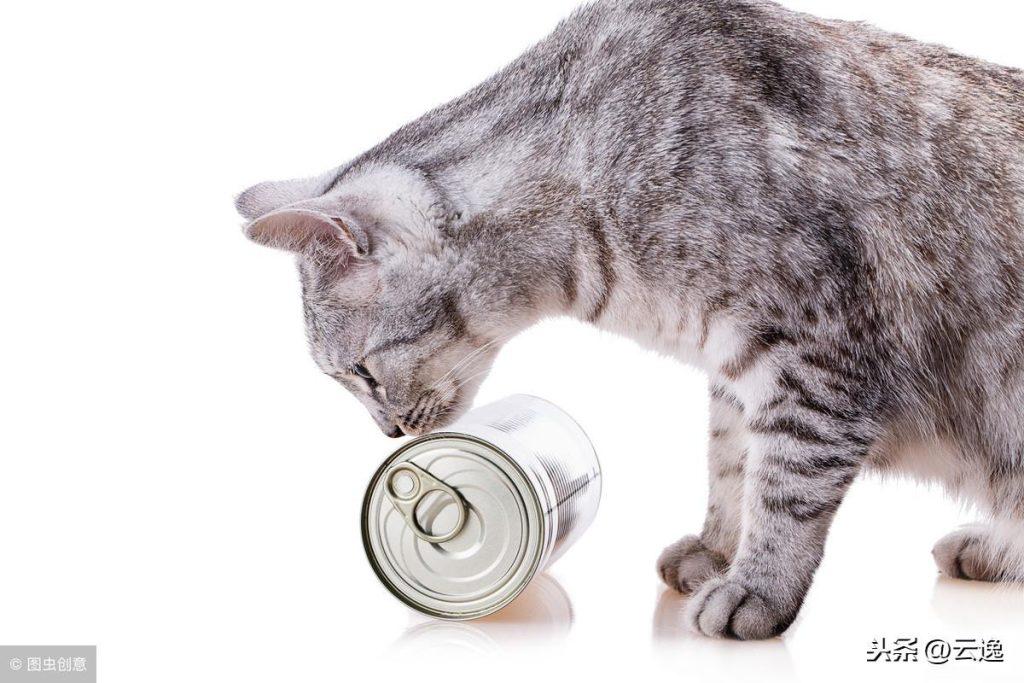 猫罐头多久喂一次比较合适？ 猫罐头多久喂一次比较好？(图1)