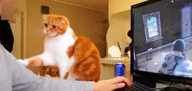 主人玩游戏，橘猫捣乱求关注被无情推开，猫咪伤心了：你不爱我了(图2)