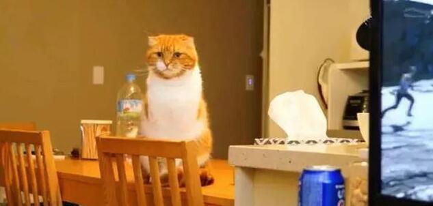 主人玩游戏，橘猫捣乱求关注被无情推开，猫咪伤心了：你不爱我了(图1)