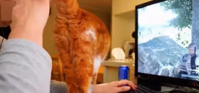 主人玩游戏，橘猫捣乱求关注被无情推开，猫咪伤心了：你不爱我了(图3)