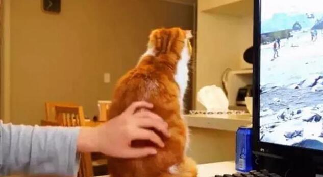 主人玩游戏，橘猫捣乱求关注被无情推开，猫咪伤心了：你不爱我了(图5)