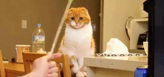 主人玩游戏，橘猫捣乱求关注被无情推开，猫咪伤心了：你不爱我了(图6)