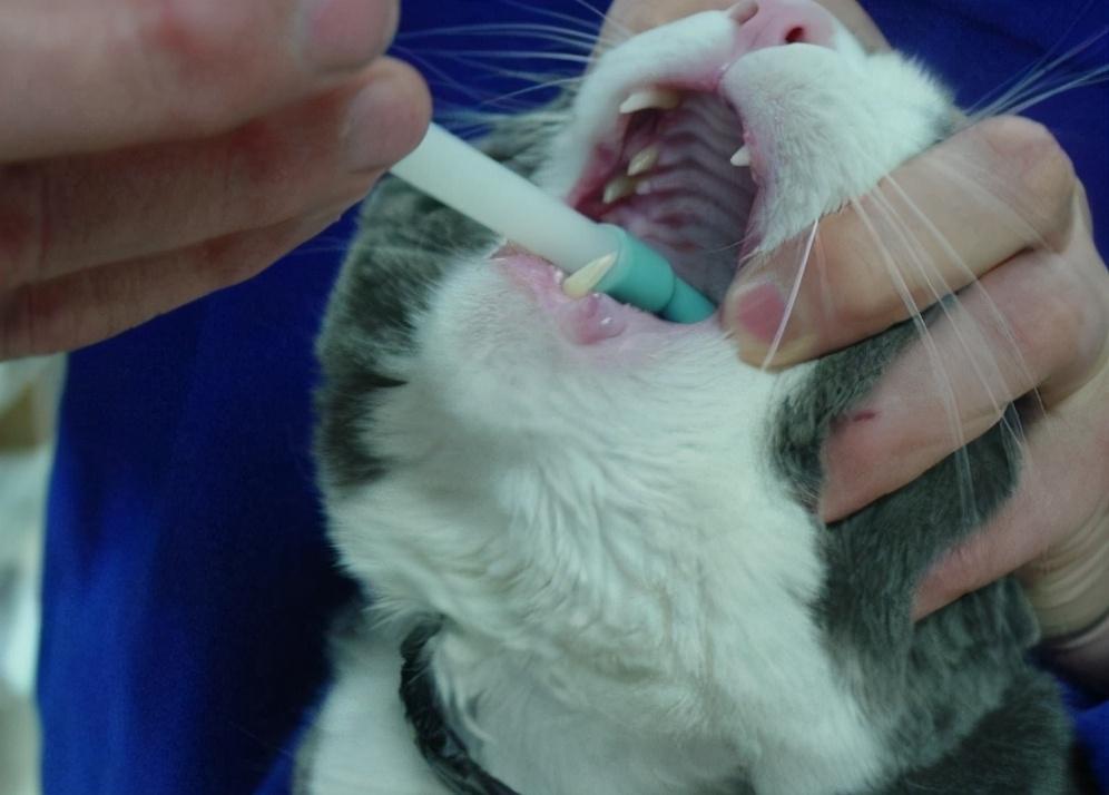 猫咪在什么情况下不能洗澡？你平时多久给猫咪洗一次澡？(图4)