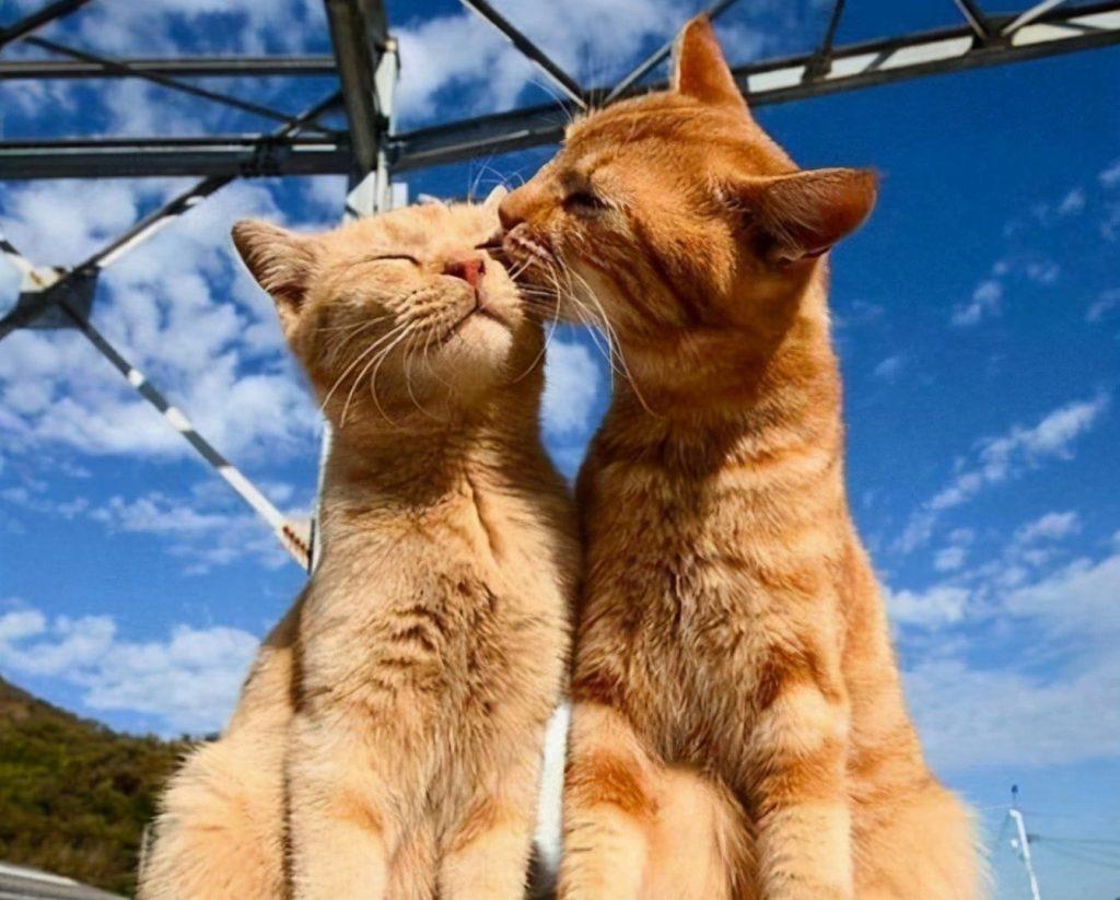 猫咪在什么情况下不能洗澡？你平时多久给猫咪洗一次澡？(图6)