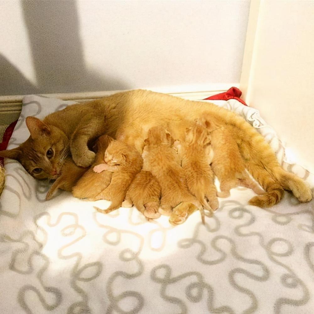 猫咪在什么情况下不能洗澡？你平时多久给猫咪洗一次澡？(图7)