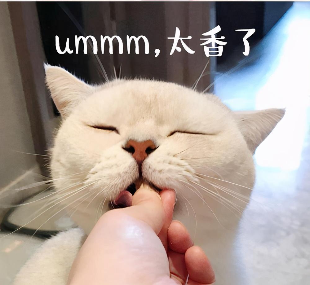 猫咪美毛小技巧：注意这三点，教你养出柔顺光亮的猫咪(图2)