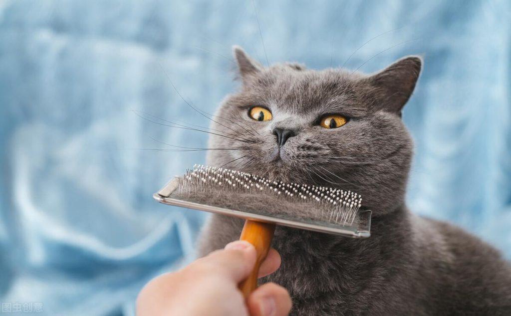 猫咪美毛小技巧：注意这三点，教你养出柔顺光亮的猫咪(图5)