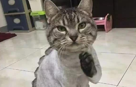 给猫做了类似恐龙背部的造型，它却变安静了，宠物医生解释了原因(图1)