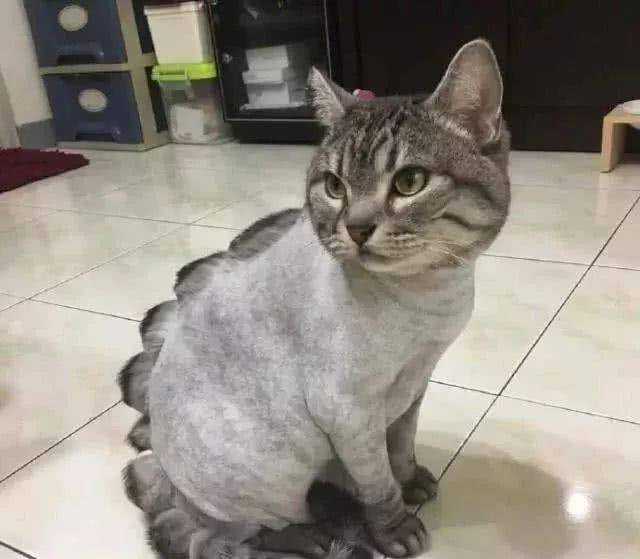 给猫做了类似恐龙背部的造型，它却变安静了，宠物医生解释了原因(图2)