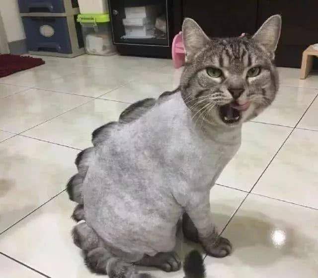 给猫做了类似恐龙背部的造型，它却变安静了，宠物医生解释了原因(图3)