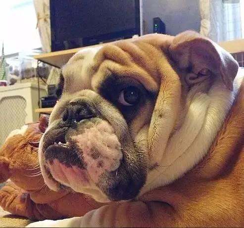 英国斗牛犬的性格特征及饲养方法（英国斗牛犬的性格特征及饲养方法图片）(图1)