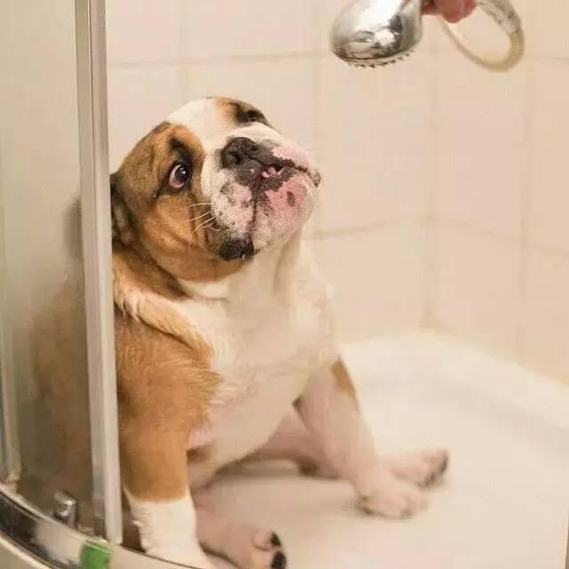 英国斗牛犬的性格特征及饲养方法（英国斗牛犬的性格特征及饲养方法图片）(图2)