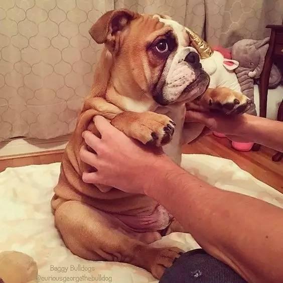 英国斗牛犬的性格特征及饲养方法（英国斗牛犬的性格特征及饲养方法图片）(图3)