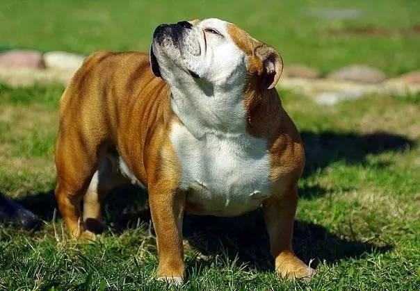 英国斗牛犬的性格特征及饲养方法（英国斗牛犬的性格特征及饲养方法图片）(图4)