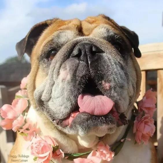 英国斗牛犬的性格特征及饲养方法（英国斗牛犬的性格特征及饲养方法图片）(图8)