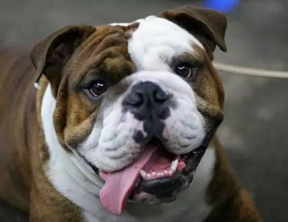 英国斗牛犬的性格特征及饲养方法（英国斗牛犬的性格特征及饲养方法图片）(图9)