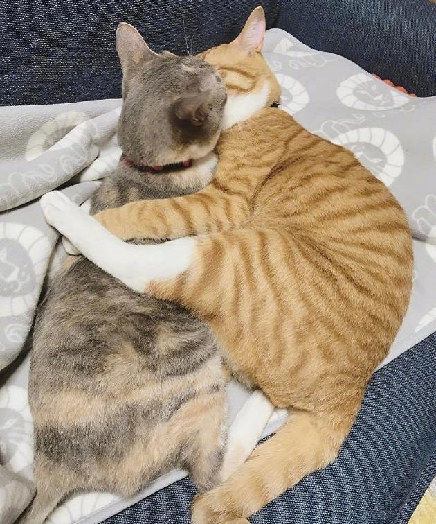 猫咪半夜在叫是什么意思？有这些意思，不要忽视了，不看你就吃亏了！(图2)