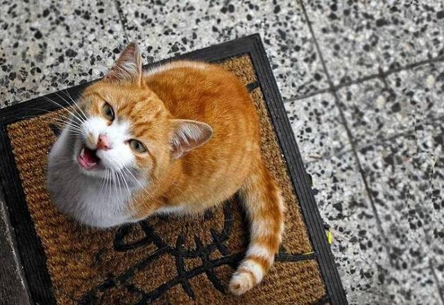 猫咪半夜在叫是什么意思？有这些意思，不要忽视了，不看你就吃亏了！(图1)