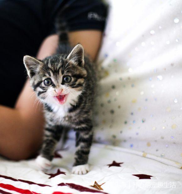 猫咪半夜在叫是什么意思？有这些意思，不要忽视了，不看你就吃亏了！(图3)