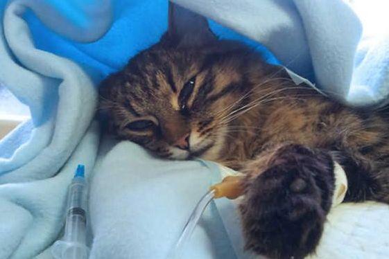 猫咪半夜在叫是什么意思？有这些意思，不要忽视了，不看你就吃亏了！(图5)