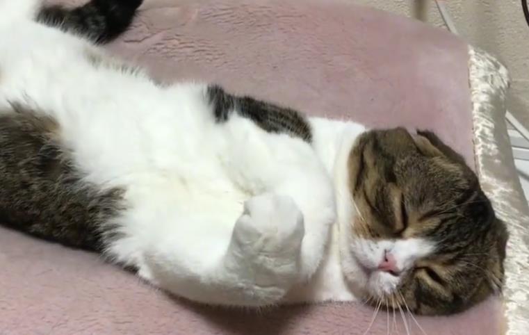 猫咪半夜在叫是什么意思？有这些意思，不要忽视了，不看你就吃亏了！(图6)