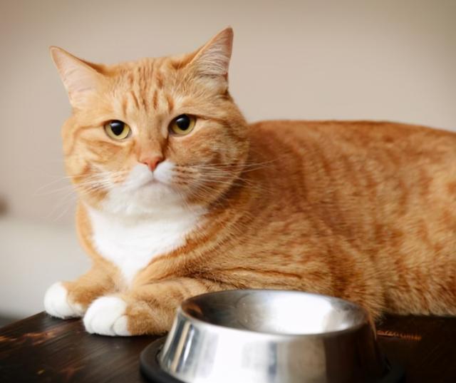 猫咪半夜在叫是什么意思？有这些意思，不要忽视了，不看你就吃亏了！(图7)