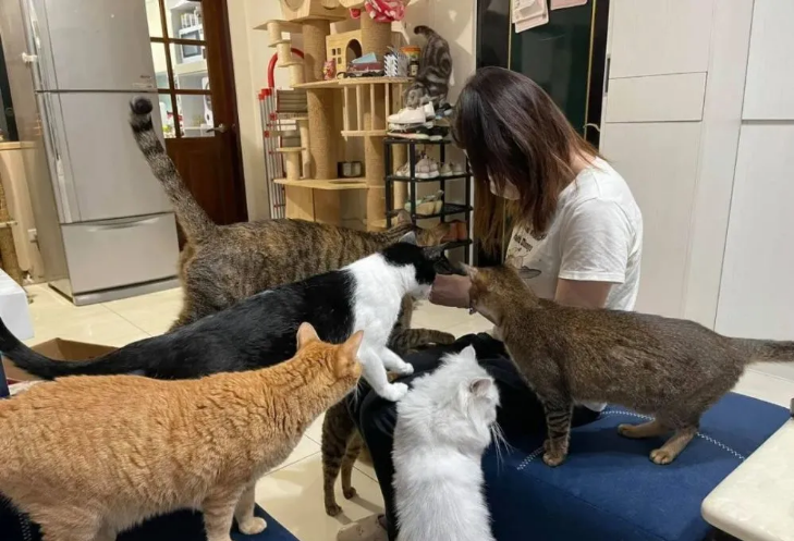 程序员上门被群猫“骚扰”，但却能专注工作，这也能忍住不撸？(图1)