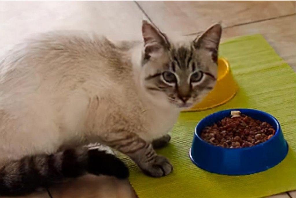 如何给猫咪选猫粮？幼猫、成猫一天要吃多少猫粮？(图6)