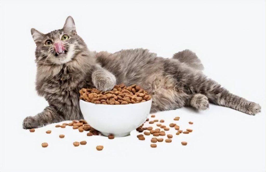 养一只猫一个月最少花多少钱？在哪些方面花销(图1)