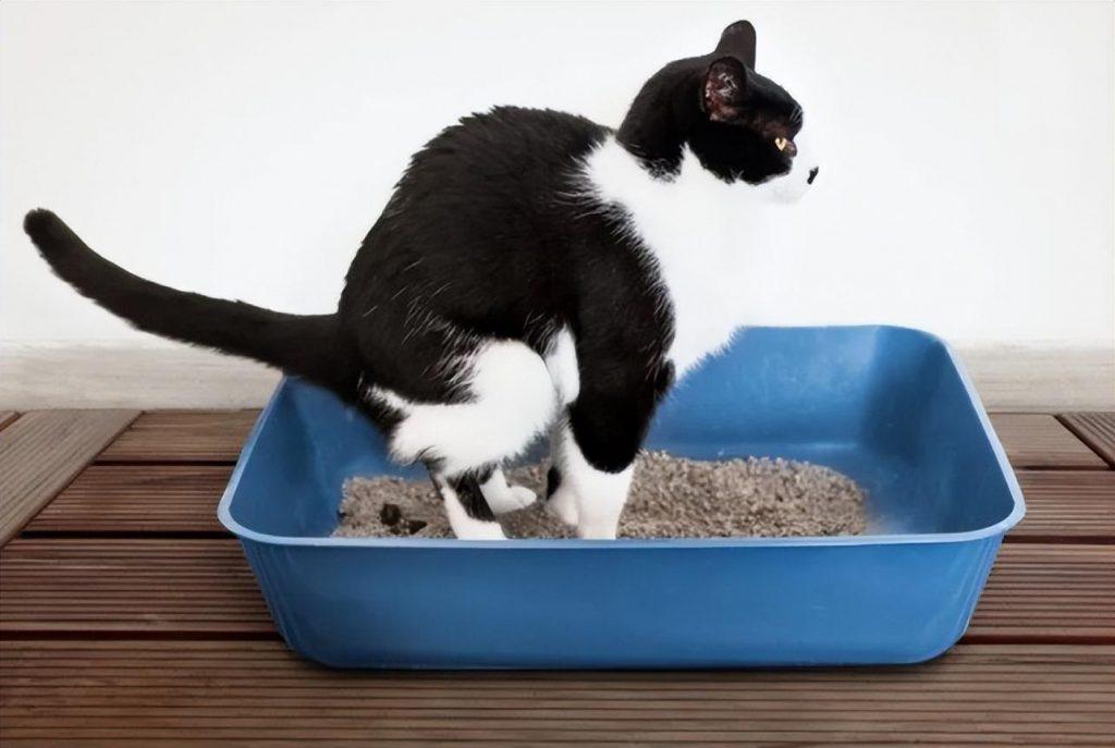 养一只猫一个月最少花多少钱？在哪些方面花销(图3)