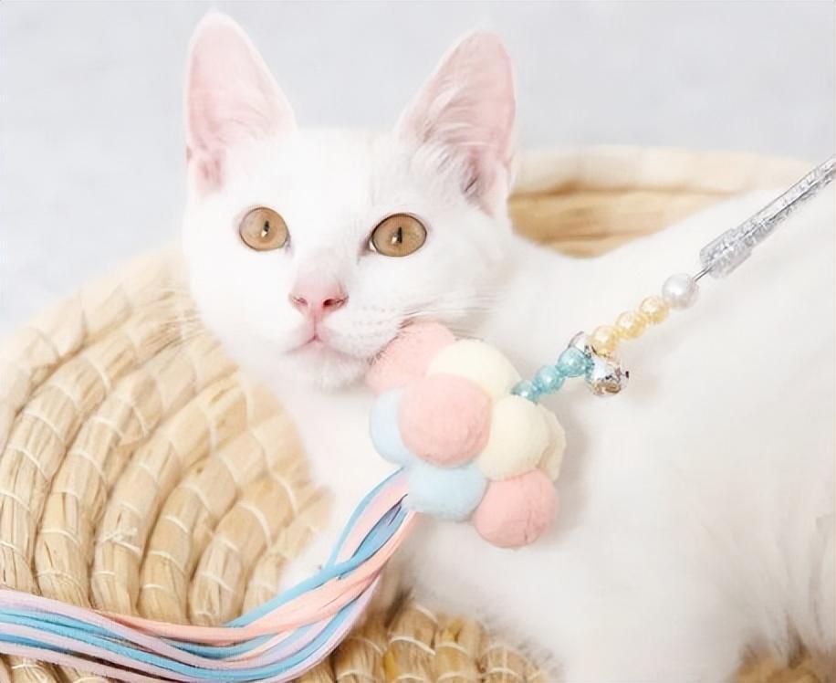 养一只猫一个月最少花多少钱？在哪些方面花销(图5)