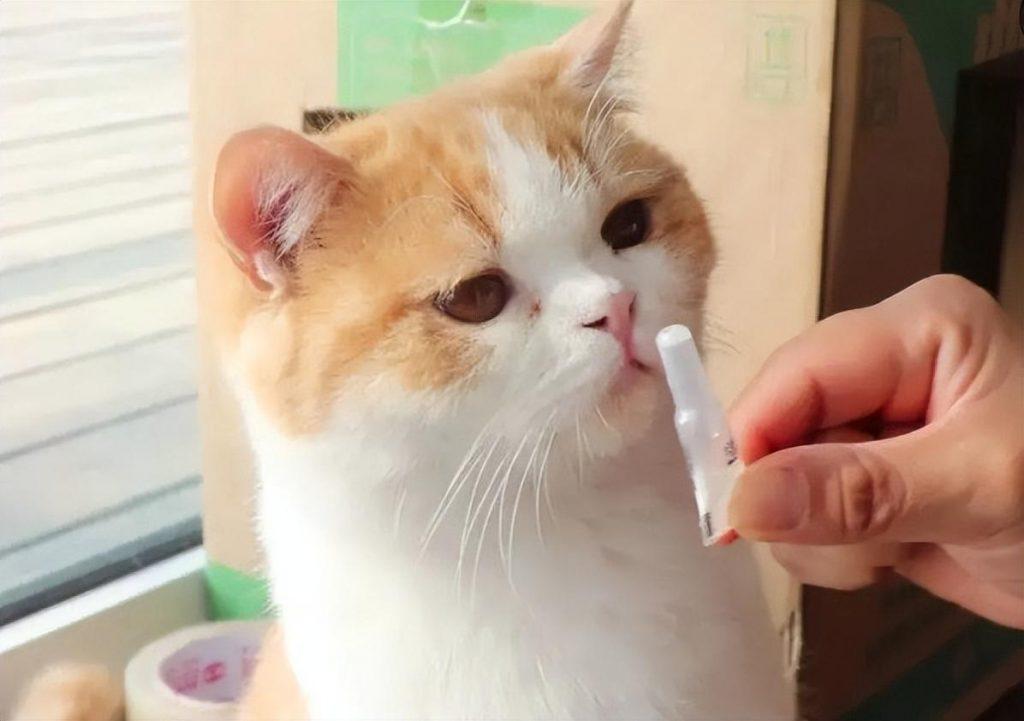 养一只猫一个月最少花多少钱？在哪些方面花销(图7)