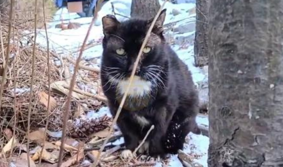 在雪地里发抖的流浪猫，为取暖守在喂猫点，每一口饭皆是“煎熬”(图1)