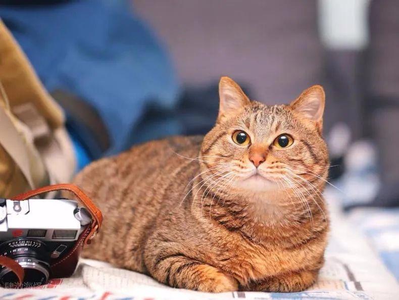 猫咪能活多久？关于猫咪寿命问题你知道多少呢？(图1)