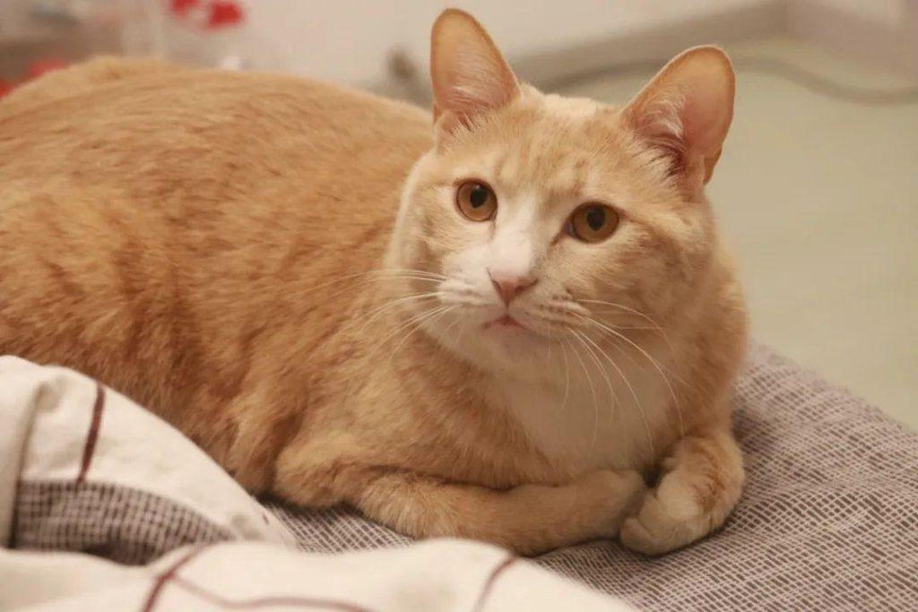 猫咪能活多久？关于猫咪寿命问题你知道多少呢？(图3)