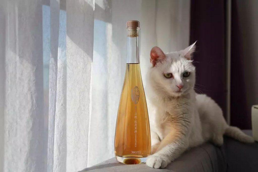 猫咪能活多久？关于猫咪寿命问题你知道多少呢？(图2)