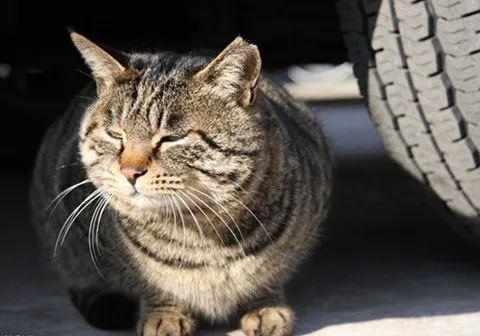 猫咪能活多久？关于猫咪寿命问题你知道多少呢？(图5)
