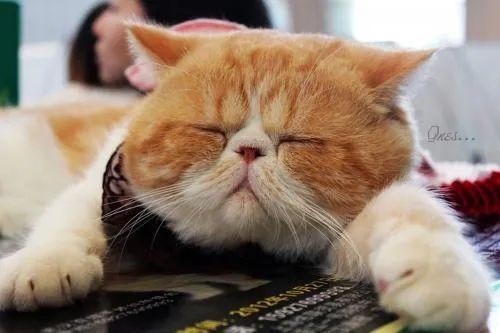 猫咪能活多久？关于猫咪寿命问题你知道多少呢？(图6)