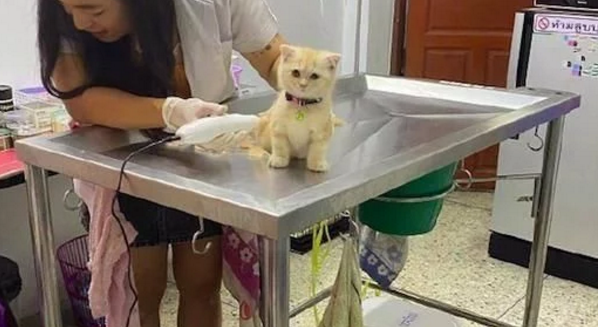 小猫第一次剃毛发，坐在台子上眼神放空一动也不动，猫我是谁(图1)