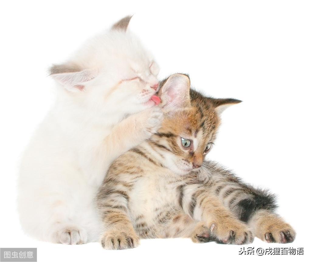 如何知道猫咪是否健康？可以通过猫咪排便情况(图7)