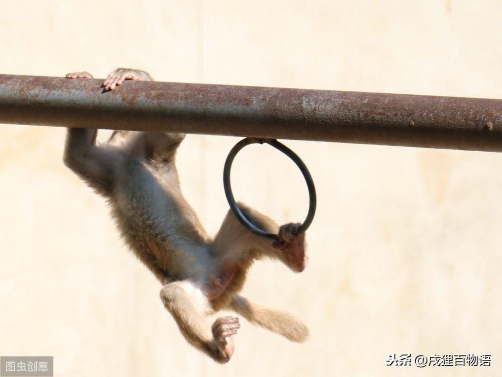 如何知道猫咪是否健康？可以通过猫咪排便情况(图9)