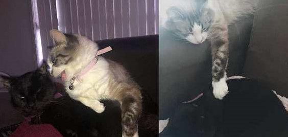 猫咪火化留一撮毛当卡片，它秒认出是同伴，让人瞬间泪崩……(图2)