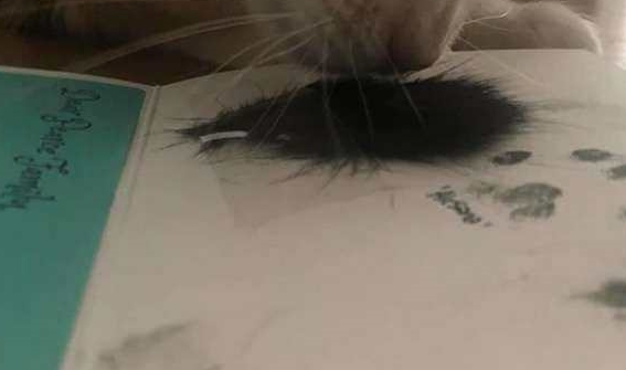 猫咪火化留一撮毛当卡片，它秒认出是同伴，让人瞬间泪崩……(图3)