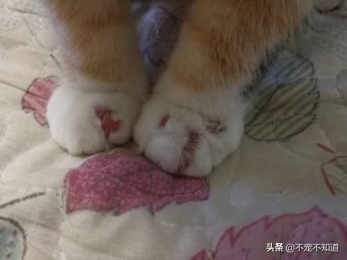 什么是猫藓呢？怎么判断是不是猫藓？教你一招迅速辨别(图3)